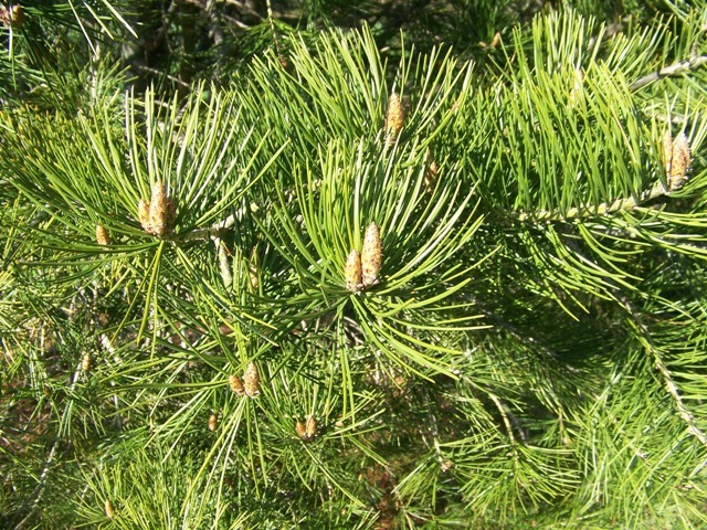 Lacebark Pine tree branches